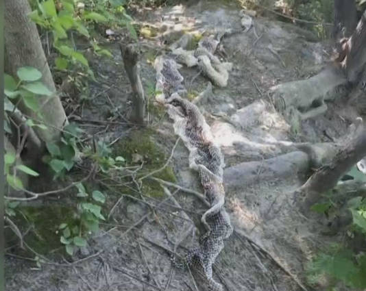 Snake skin spotted at triathlon venue. Image from video)